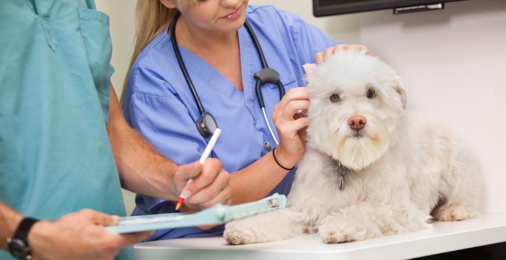One Prescription Away from Resistance: AMR Explained for Vets